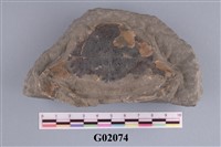 藏品(螃蟹(武士蟳))的圖片